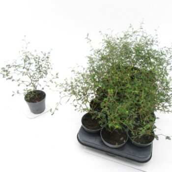 Sophora little baby