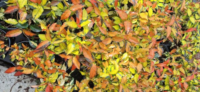 Trachelospermum Summer Sunset
