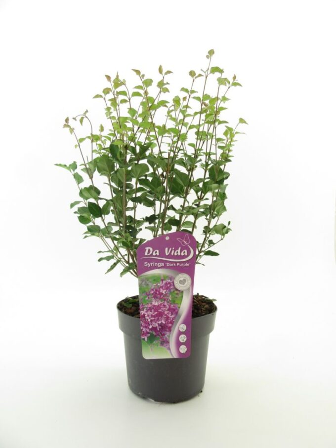Syringa Bloomerang Dark Purple