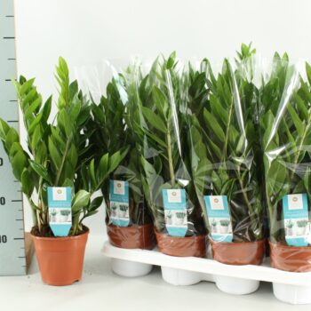 Zamioculcas