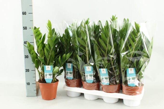 Zamioculcas
