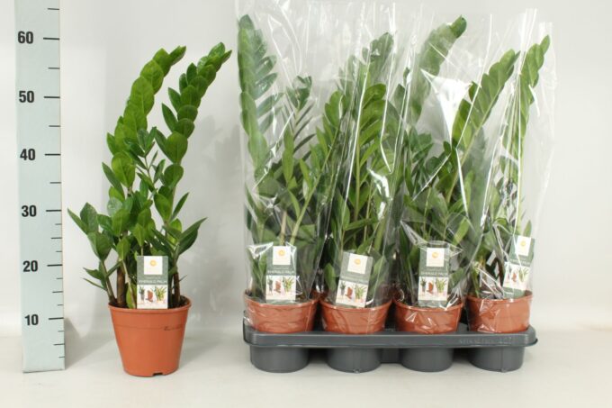 Zamioculcas