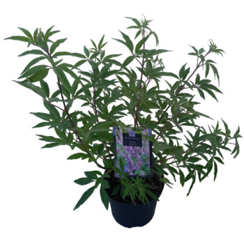 Vitex agnus-castus