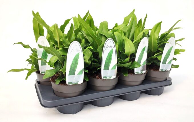 Asplenium scolopendrium