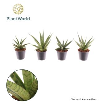 Sansevieria mix Gobi