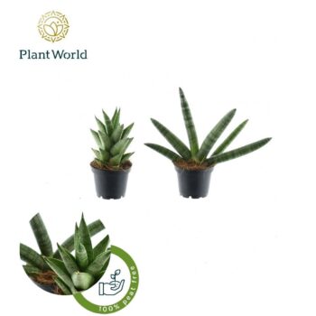 Sansevieria mix Sonora