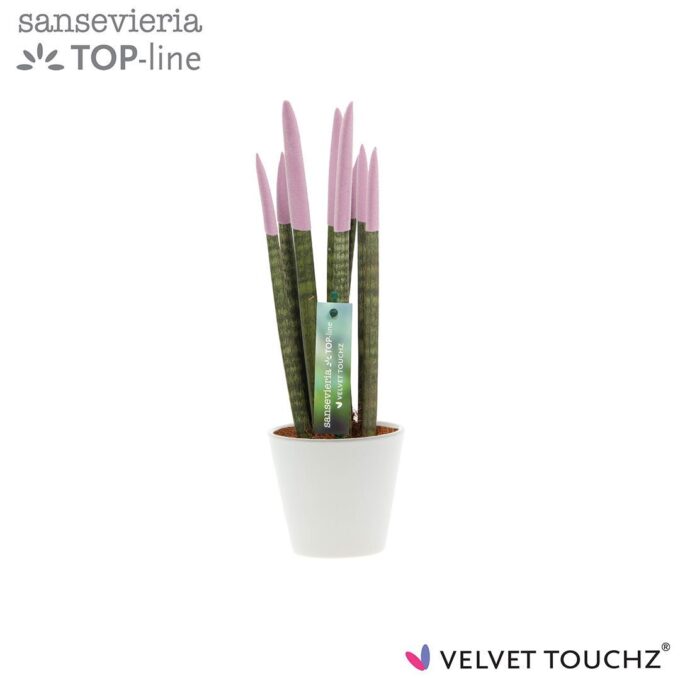 Sansevieria VELVET TOUCHZ® Pastel Paars In keramiek R'dam