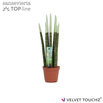 Sansevieria VELVET TOUCHZ® Pastel Green