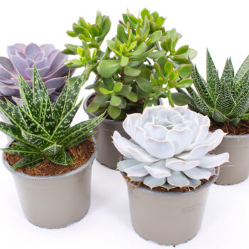Succulent mix 14