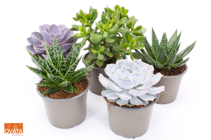 Succulent mix 14