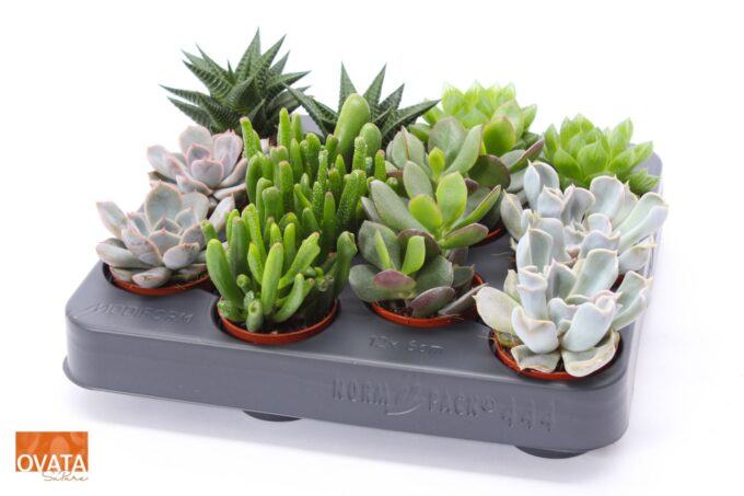 Succulent mix 5,5 XXL UK - NON CITES