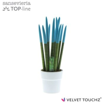 Sansevieria VELVET TOUCHZ® Aqua in keramiek Edel wit