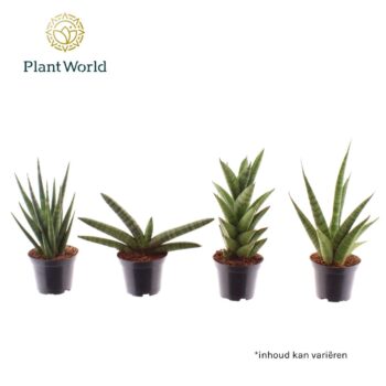 Sansevieria mix Sonora