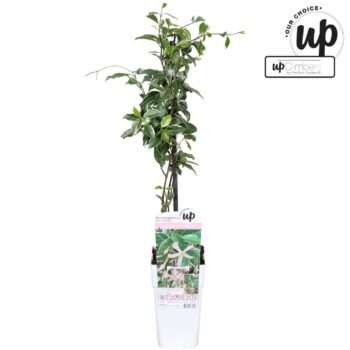 Trachelospermum Star of Milano P15