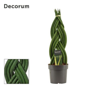 Sansevieria cylindrica braid