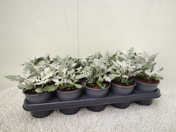 Senecio Cineraria in kweekpot