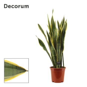 Sansevieria Laurentii