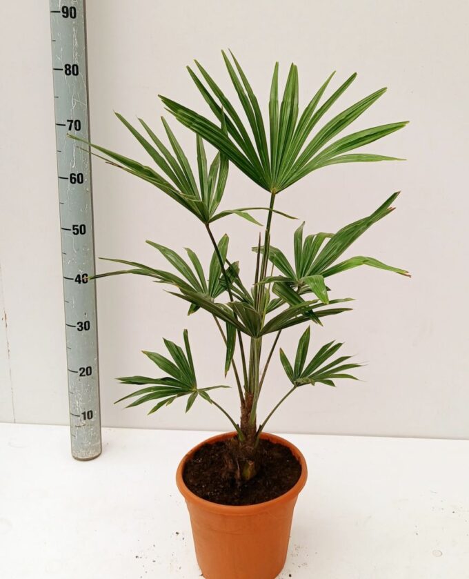 trachycarpus fortunei