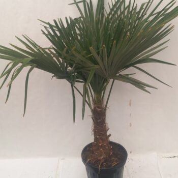 Trachycarpus Fortunei