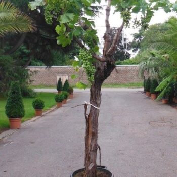 vitis 22035