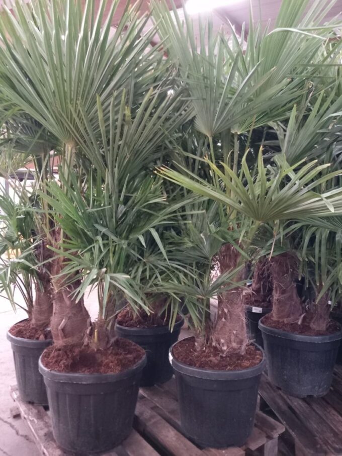 Trachycarpus fortunei