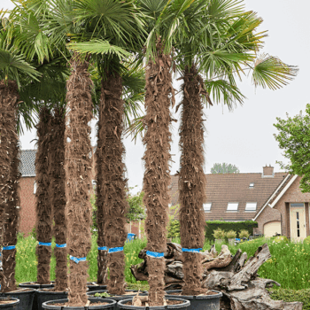 Trachycarpus fortunei Stem (350-375)
