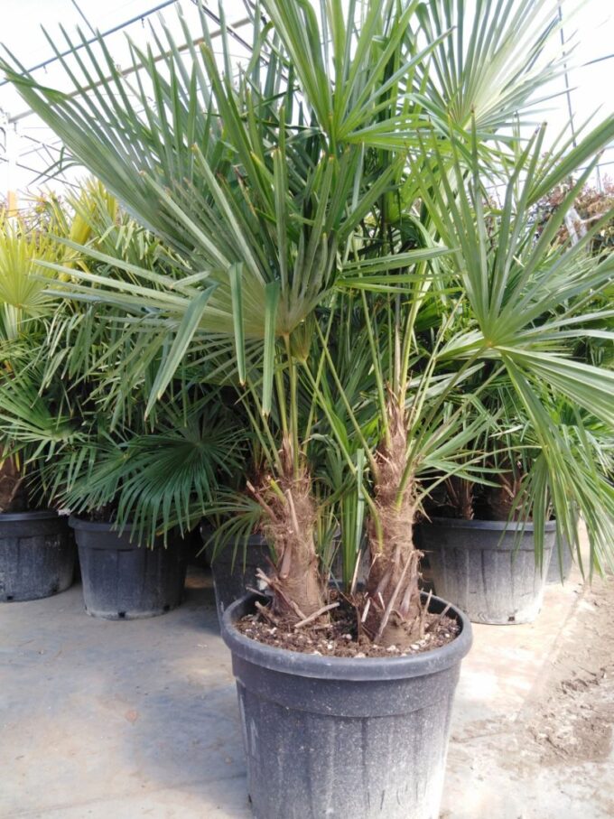 Trachycarpus Fortunei