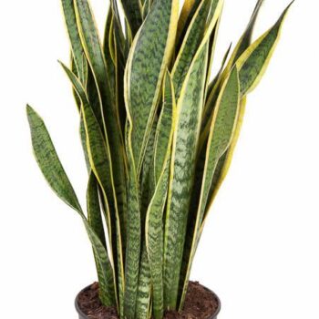 Sansevieria Laurentii P27