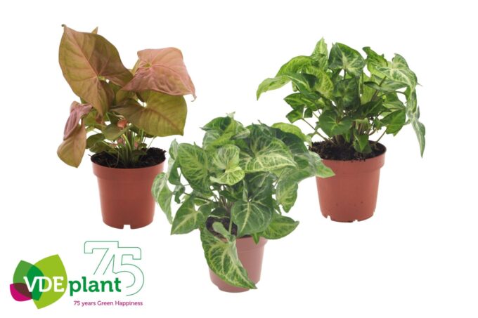 Syngonium mix