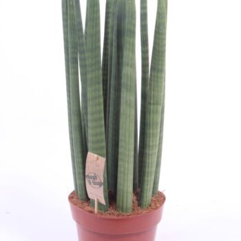 Sansevieria Straight
