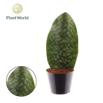 Sansevieria ‘Masoniana’ Whale Fin