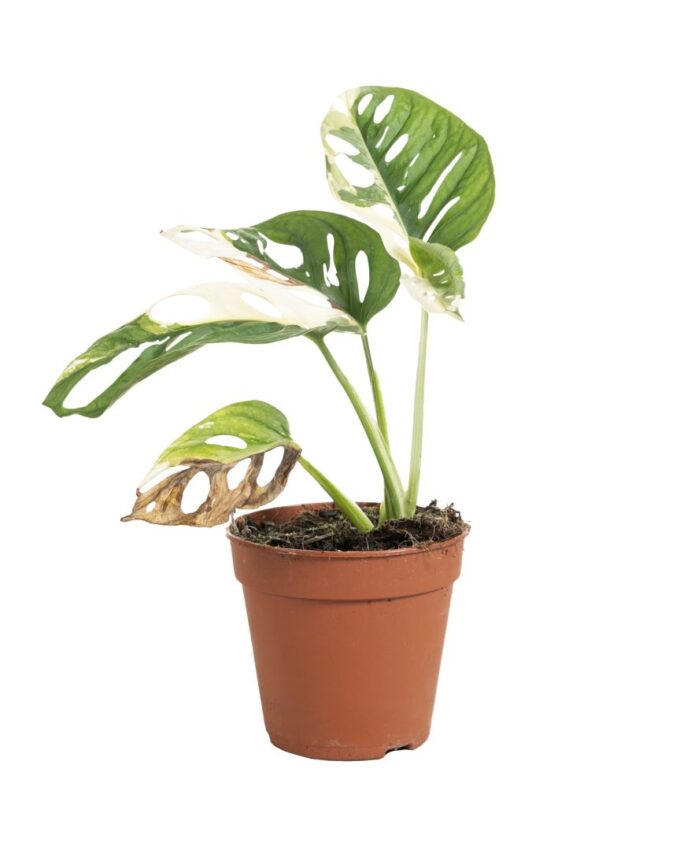 Monstera Adansonii Variegata B