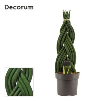 Sansevieria cylindrica braid