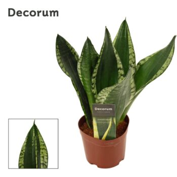 Sansevieria Silver flame