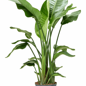 Strelitzia nicolai 3pp (130-150)