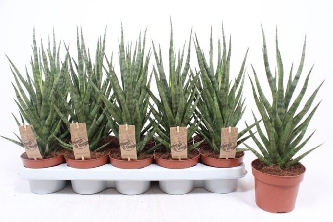 Sansevieria Torch