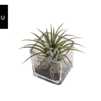 Tillandsia in glass