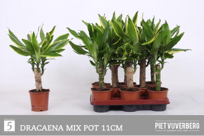 Dracaena 2 color mix, 11 cm pot