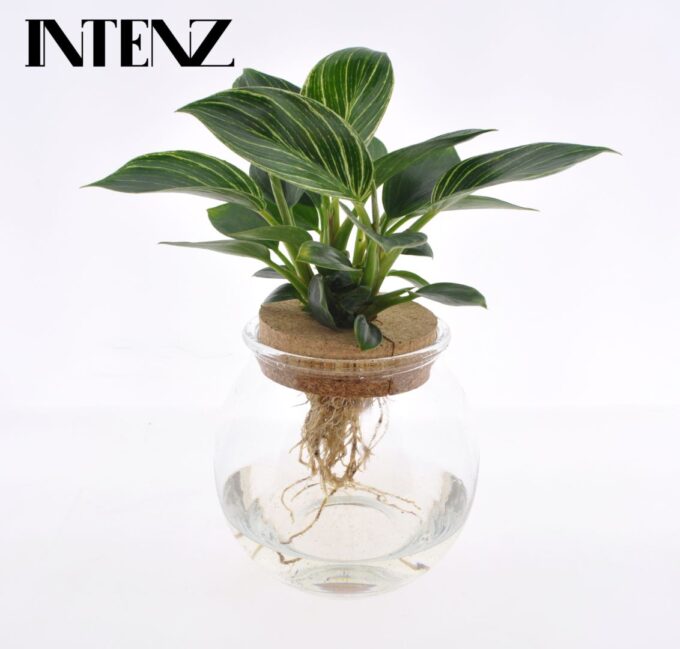 White Wave in Ball glass + click cork - delivery time: 24 hours