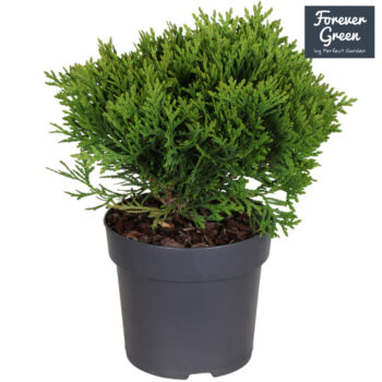 Thuja occidentalis 'Danica' P14