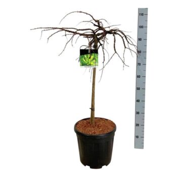 Taxodium distichum 'Secrest'
