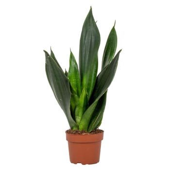 Sansevieria Black Jade 12cm 2 p.p.