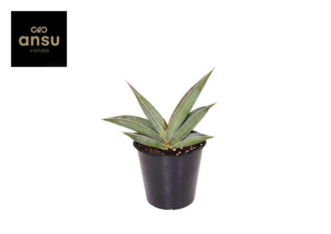 Sansevieria Almond Silver