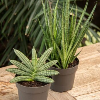 Sansevieria Comet Kichaka