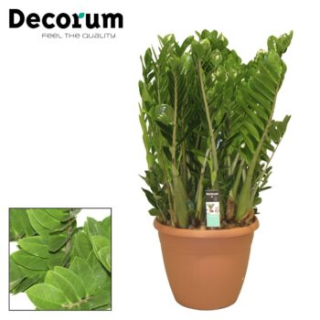 Zamioculcas