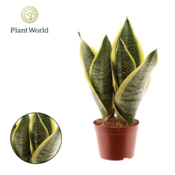 Sansevieria Futura Superba 3 PP
