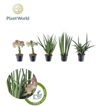 Sansevieria Mix Simpson