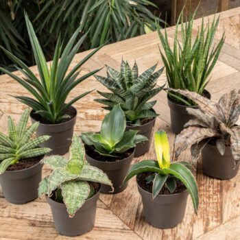 Sansevieria Star Ming Green Marble
