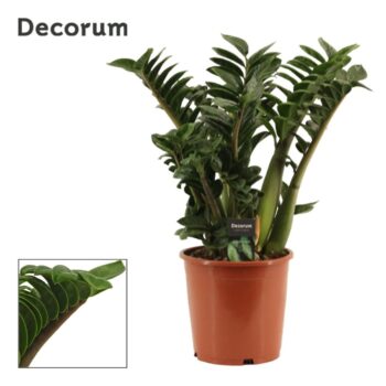Zamioculcas Zenzi