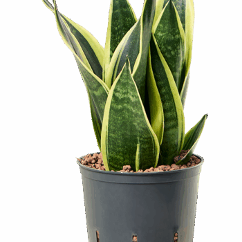 Sansevieria trifasciata 'Canary' Tuft